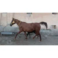 مادیون کره مادیون