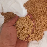 گندم تمیز کیلو ۶۵