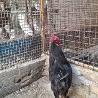 خروس مرندی