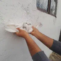 کبوتر پرشی جوجه هیچ پر بام ندیده بشرط ۸ ساعت
