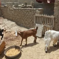 بز فروشی سراوان