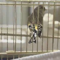 سهره قناری|پرنده|قزوین, |دیوار