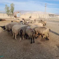 ۶۵راس شیشک و میش دورگ بختیاری بره دار|حیوانات مزرعه|کازرون, |دیوار