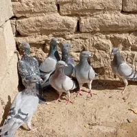 کفتر سبز و مگس شازده سبز|پرنده|زهک, |دیوار