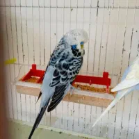 مرغ عشق انگلیسی گرید a|پرنده|الوند, |دیوار