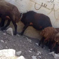 فروش قوچ غزل افشار