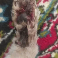 بچه گربه
