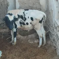 گاو و گوساله نر