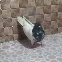 کبوتر غریب گیری|حیوانات|گالیکش, |دیوار