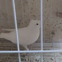 14 کفتر زیبا و پرشی|پرنده|آفتاب, |دیوار