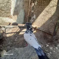 کفتر پرشی کله‌ای ماده|پرنده|زابل, |دیوار