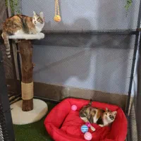 پانسیون گربه