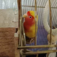 طوطی برزیلی ماده بالغ