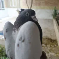 کبوترجفت سینه ای پاک|پرنده|تفت, |دیوار