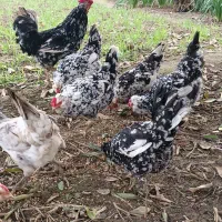 تخم مرغ گلین