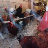 فروش ۲۵۰عدد مرغ و خروس ۵ ماهه دم تخم|حیوانات مزرعه|مشهد, شهرک صنعتی مشهد|دیوار