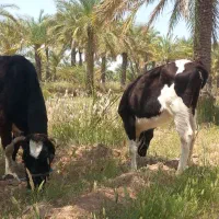 گاو خارجی وگوساله ماده