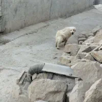 سگ پاکوتاه
