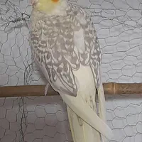 عروس هلندی