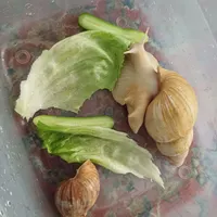 جفت حلزون آلبینو مولد