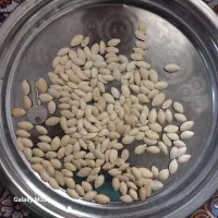 تخمه کدوم مغز دار درجه ۱