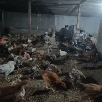 فروش جوجه دوماه ونیم
