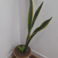 دو عدد گل همراه گلدان|گل و گیاه طبیعی|محمودآباد, |دیوار