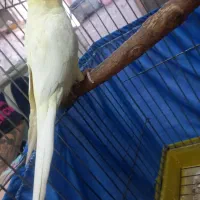 عروس هلندی نر