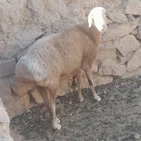 یک میش ماده|حیوانات مزرعه|خوسف, |دیوار