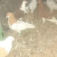 کبوتررنگی