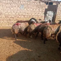 گوسفند زنده|حیوانات مزرعه|دشتابی, |دیوار