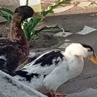 ۲. اردک نر ماملحه با کفتر|پرنده|عنبرآباد, |دیوار