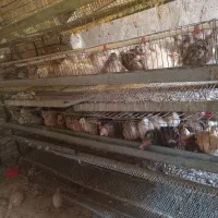 بیلدیرچین نروماده|حیوانات مزرعه|مرند, |دیوار