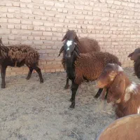 فروش بره غزل افشار سبک وزن و بره نر چینی|حیوانات مزرعه|بیرجند, |دیوار