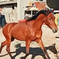 اسب درهشوری|اسب و تجهیزات اسب‌سواری|شیراز, شهرک صنعتی شیراز|دیوار