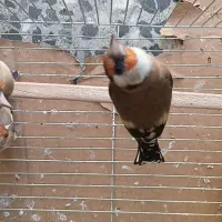 سهره دورگ گل بلند بسیار زیبا|پرنده|شیراز, باغشهر قصر سبز|دیوار