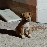 توله ترکی ماده اصل|سگ|بوشهر, |دیوار