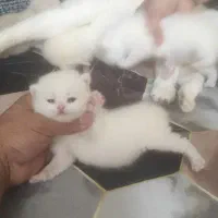 توله اسکاتیش
