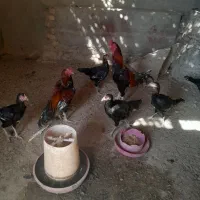 مرغ|حیوانات مزرعه|هیرمند, |دیوار