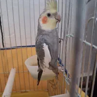 عروس هلندی سخنگو