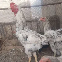 خروس لاری