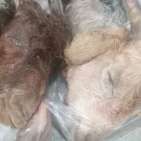مال گوسفندهرروز داریم 750.  تا 850