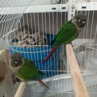 جفت گرینچیک