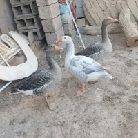 فروش غاز