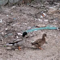 اردک پروازی|حیوانات مزرعه|رشت, جانبازان|دیوار