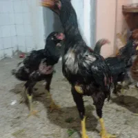 جوجه خروس لاری دنگ بالا|حیوانات مزرعه|تهران, دهم فروردین|دیوار