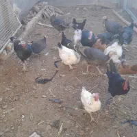 بوقلمون و مرغ برهما|حیوانات مزرعه|دشتابی, |دیوار