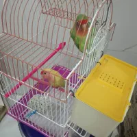 طوطی برریلی