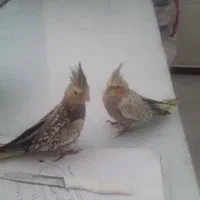 جوجه عروس هلندی