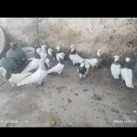 فروش هفت جفت طوقی